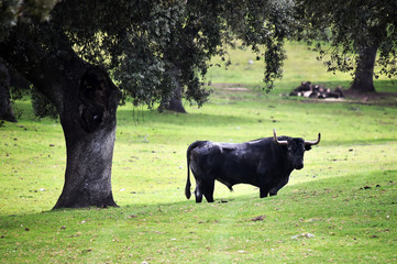 bulls in the cattle raising