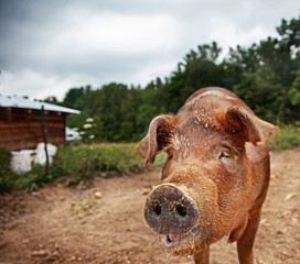 Pig on farm muddy and funny