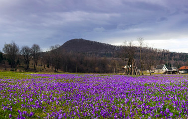 Panoramic photo of Colorful spring landscape in Carpathian village with fields of blooming crocuses. Saffron blossoms on a bright sunny day in the garden near the house.