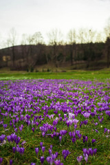 Colorful spring landscape in Carpathian village with fields of blooming crocuses. Saffron blossoms on a bright sunny day in the garden near the house.