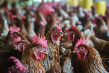 Close up chicken heads in a farm