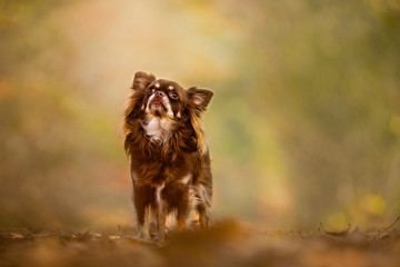 Chihuahua dog sitting in an autumn forest lane with sunbeams
