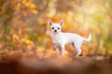 Chihuahua dog sitting in an autumn forest lane with sunbeams