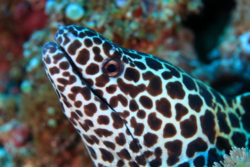 Moray