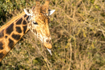 Obraz premium Giraffe