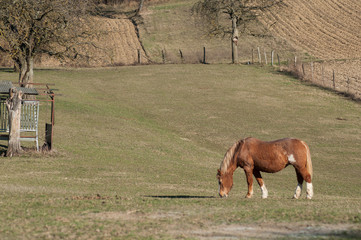 Obraz premium portrait of brown horse grazing in a meadow