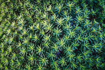 Leaves of plant on the surface. Green pattern.