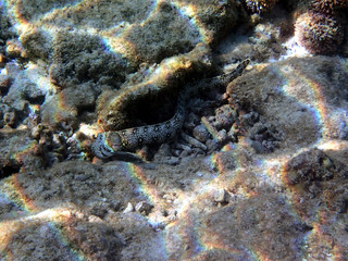 Moray eel (Muraenidae) - Gili Air Indonesia Asia