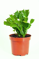 Green plant in Schlumberger pot on white background