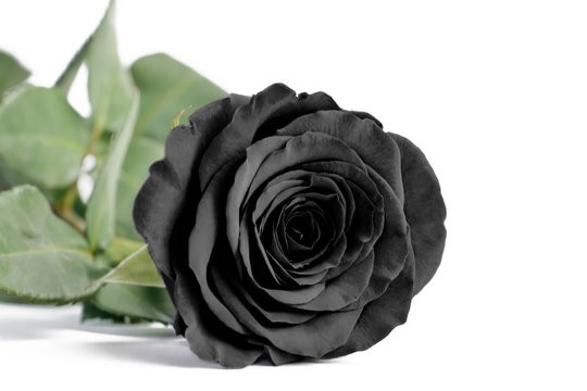 Black rose close up on a white isolated background