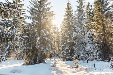 winter forest trees with sun shine light.