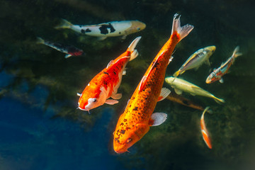 A selection of Koi carp fish swimming in a pond. There are two large golden and black ones and then a silver, yellow and black seller ones