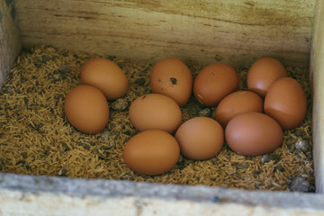 Eggs ready for pickup