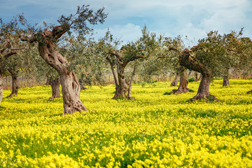 Impressive views of the olive garden. Sicily island, Italy.