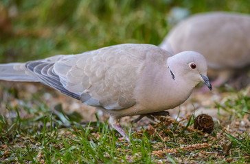 Fototapeta premium Close up portrait ogf a Eurasian collared dove (streptopelia decaocto)