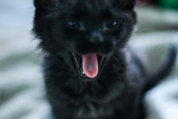 cat yawning with closed eyes, symbolizes fatigue, good animal health, fun.