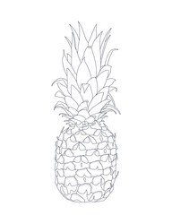 Vector sketch illustration - a pineapple