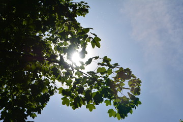 Nature around us