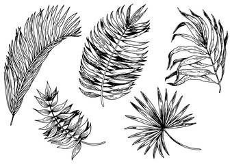 Set of tropical leaves. Hand drawn vector illustration. Isolated elements for design.