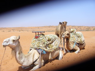 (ship) of the desert of Morocco