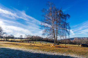 Beautiful birch trees in rural mountain landscape. Bright blue sky, white clouds and birch trees in spring or autumn.