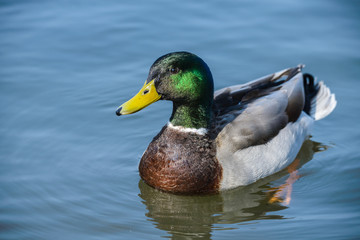 Close-up of a Mallard Duck (Anas platyrhynchos)  swimming in the water.