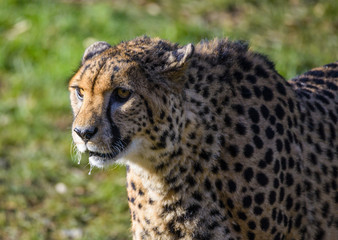 Cheetah portrait (Acinonyx jubatus) in nature.