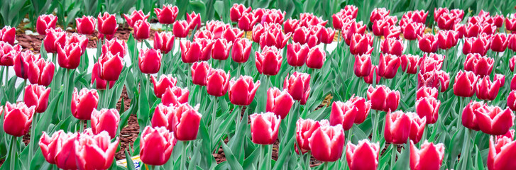 Flower in garden at sunny summer or spring day. Flower for postcard beauty decoration and...