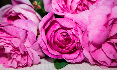 Flower in garden at sunny summer or spring day. Flower for postcard beauty decoration and agriculture concept design. Beautiful flower in tropical garden. Colorful flower. flower pattern. flower backg