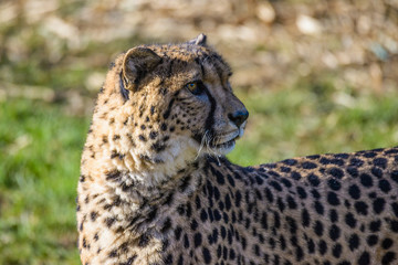 Cheetah portrait (Acinonyx jubatus) in nature.