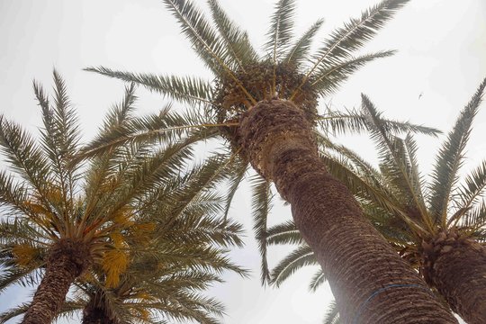 The date palm trees on the blue sky background. Tunisia, Monastir