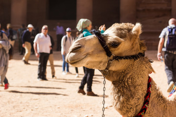 camel desert animal profile portrait photography in heritage touristic site