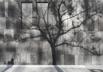 Shadow of a man and a tree on a modern wall