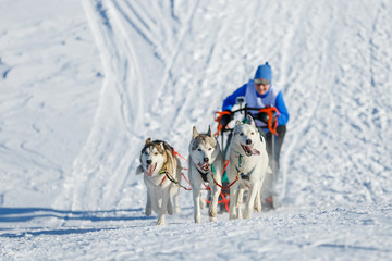 Sledding with husky dogs in winter