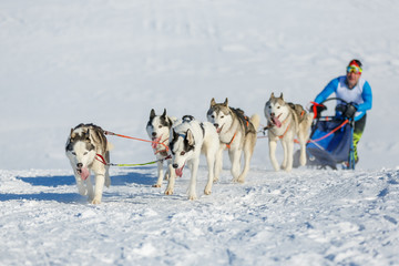 Musher and Siberian husky team at snow winter competition