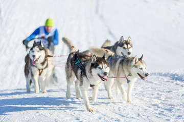 Husky dogs during sled dog race