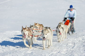 Naklejka premium Woman musher hiding behind sleigh at sled dog race on snow in winter