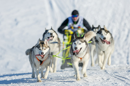 Musher Hiding Behind Sleigh At Sled Dog Winter Race