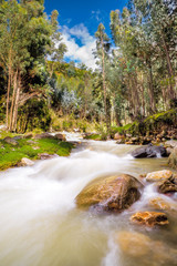 Obraz premium River with eucalyptus long exposition