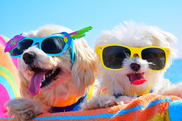 happy dogs with sunglasses