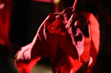 Withering red leaf