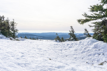 Eingeschneite Tannen in den Bergen