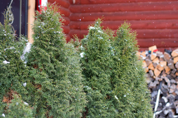 Christmas trees near the house