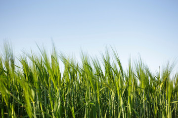 Field of young wheat a warm sunny day, a new crop