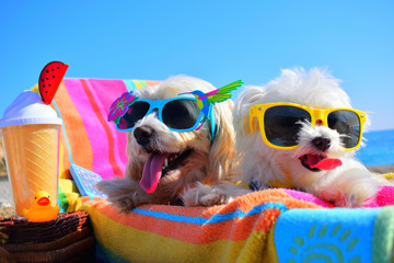 happy dogs with sunglasses