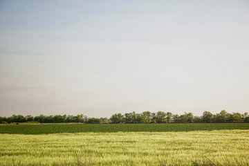 Field of young wheat a warm sunny day, a new crop