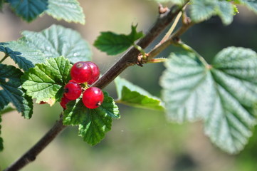 Nature Poland