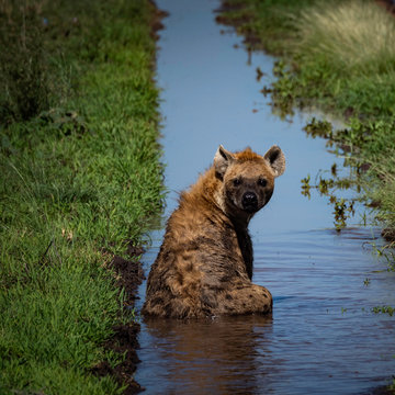Fototapeta Szakal stojący w wodzie i spoglądający w obiektyw. Serengeti, Tanzania, Afryka