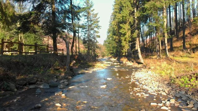 Forest stream