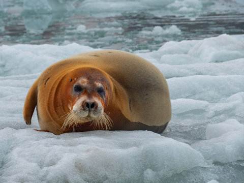 Brązowa foka leżąca na krze, Arktyka, Spitsbergen